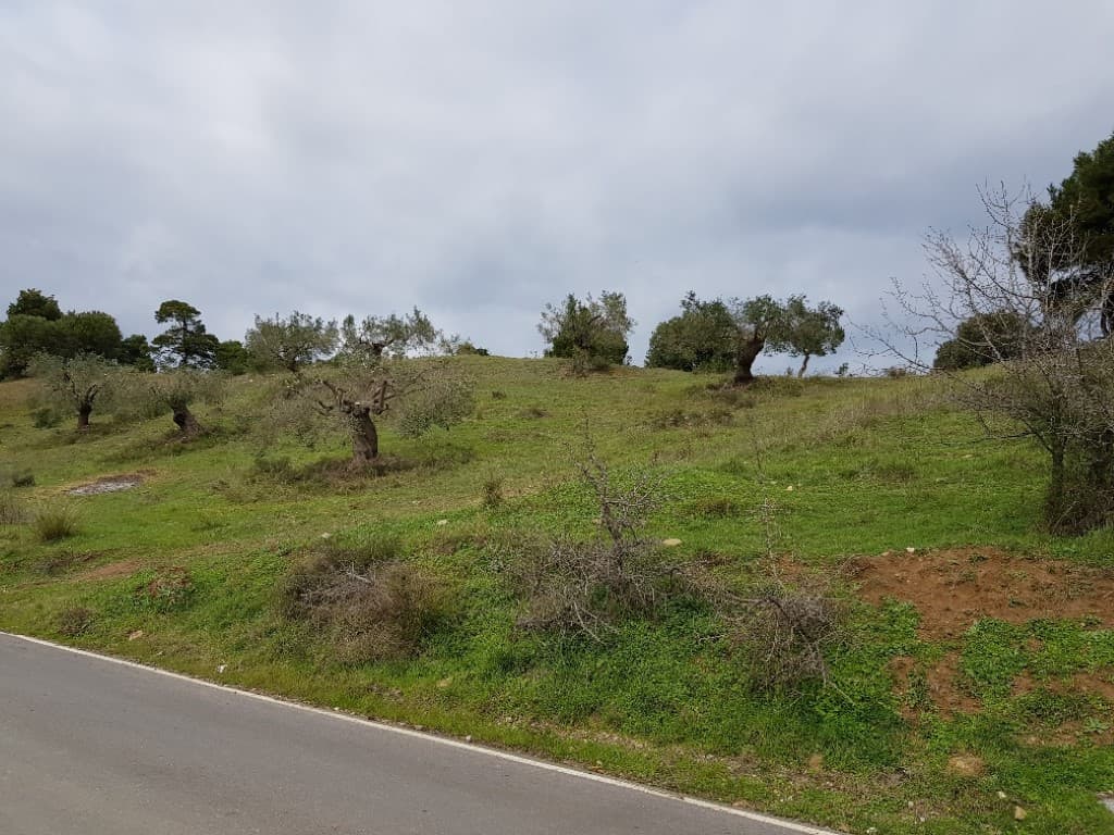 For Sale Land 6000 m² in Kassandra, Chalkidiki