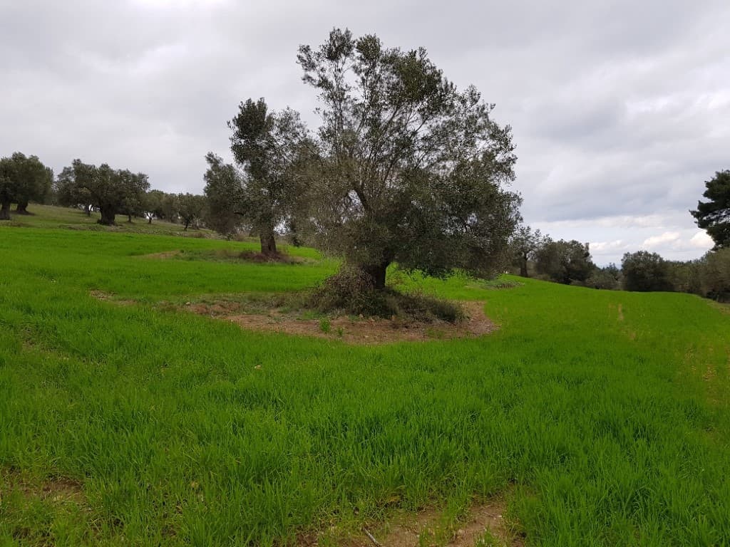 For Sale Land 4000 m² in Kassandra, Chalkidiki
