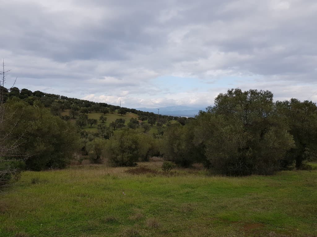 For Sale Land 13289 m² in Kassandra, Chalkidiki