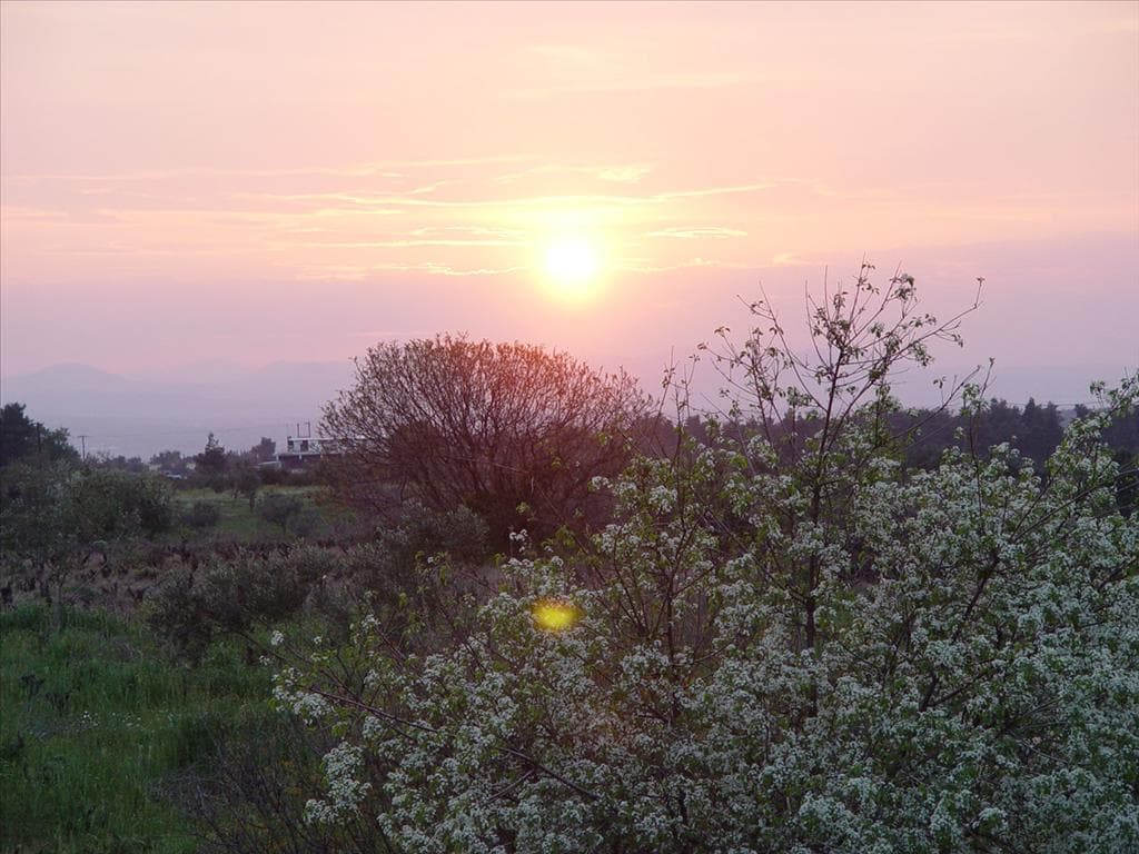 For Sale Land 25000 m² in Attica