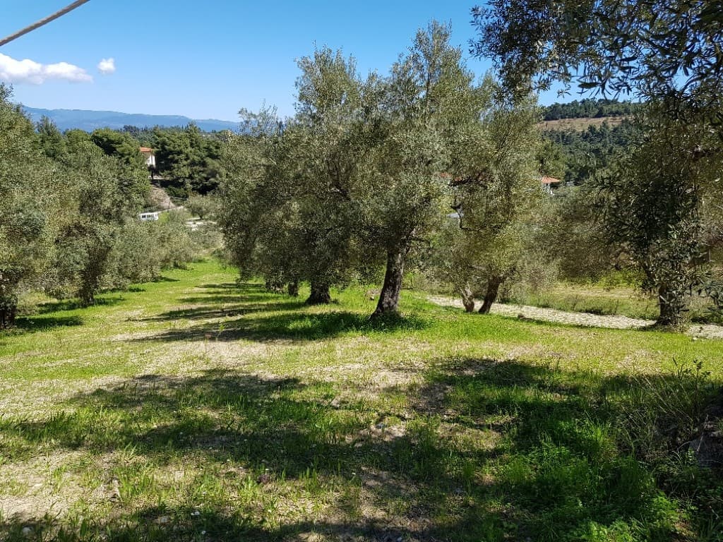 For Sale Land 2002 m² in Kassandra, Chalkidiki