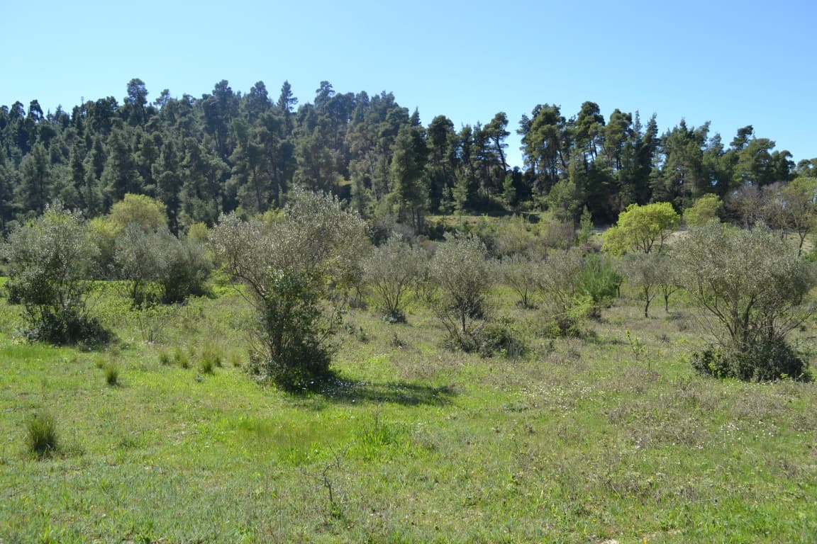 For Sale Land 8347 m² in Kassandra, Chalkidiki