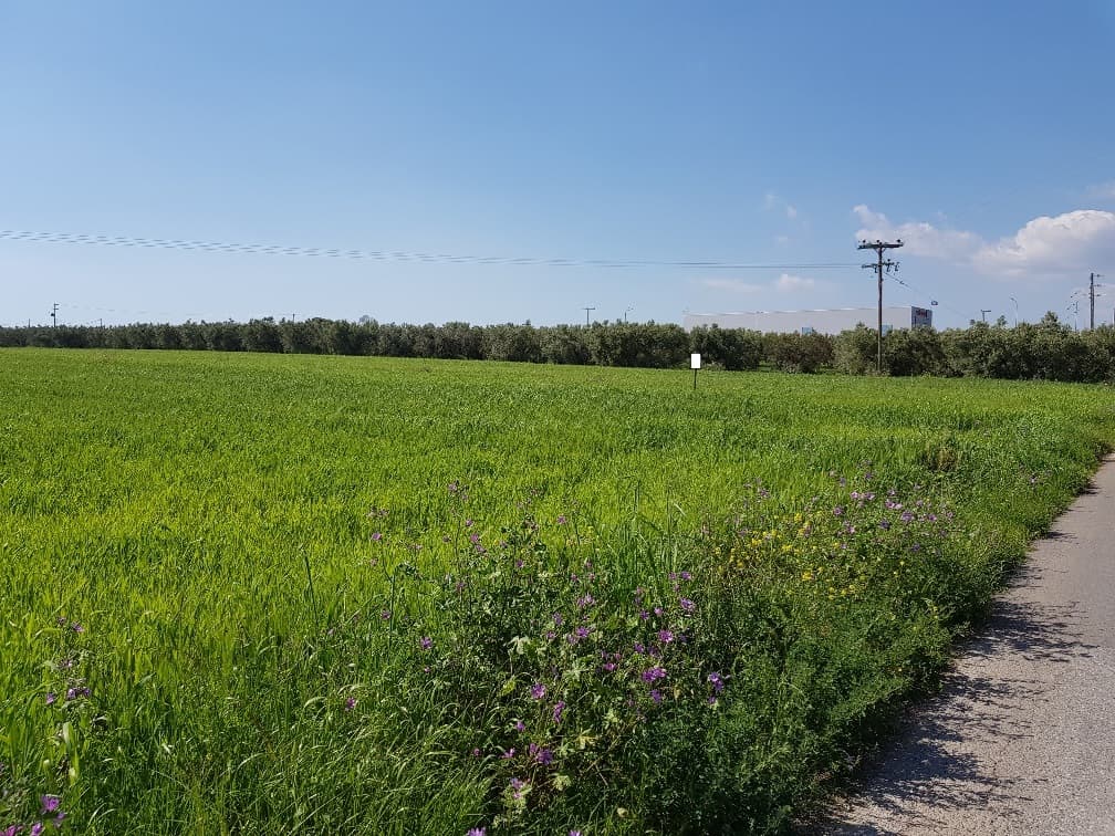 For Sale Land 16856 m² in Chalkidiki