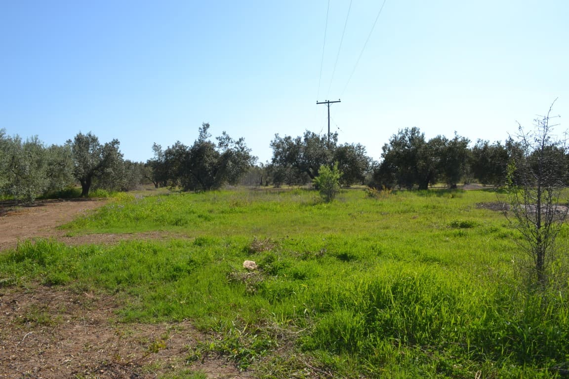 For Sale Land 1100 m² in Chalkidiki