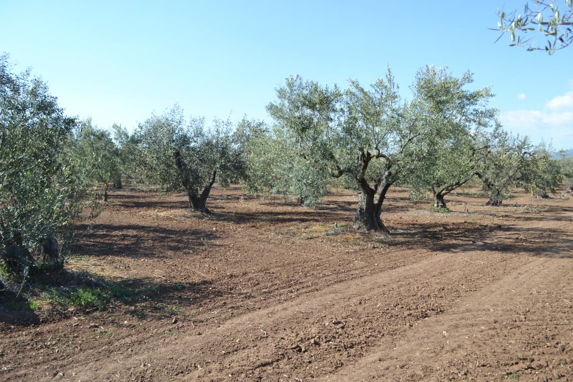 For Sale Land 5000 m² in Chalkidiki