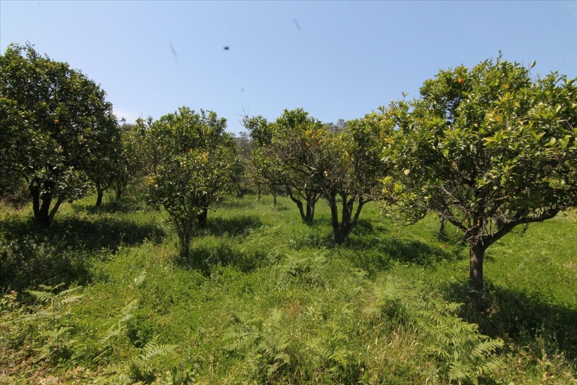For Sale Land 1000 m² in Corfu