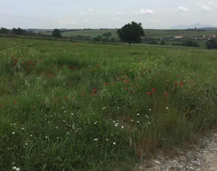 For Sale Land 10600 m² in the suburbs of Thessaloniki
