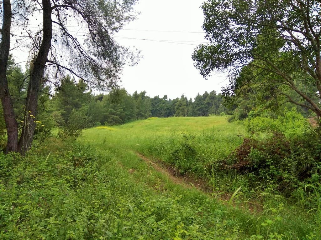 For Sale Land 28000 m² in Kassandra, Chalkidiki