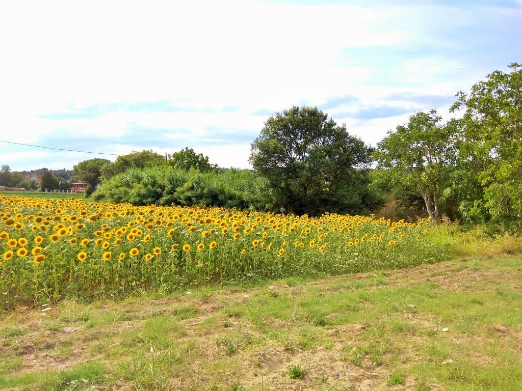 For Sale Land 4000 m² in Kassandra, Chalkidiki