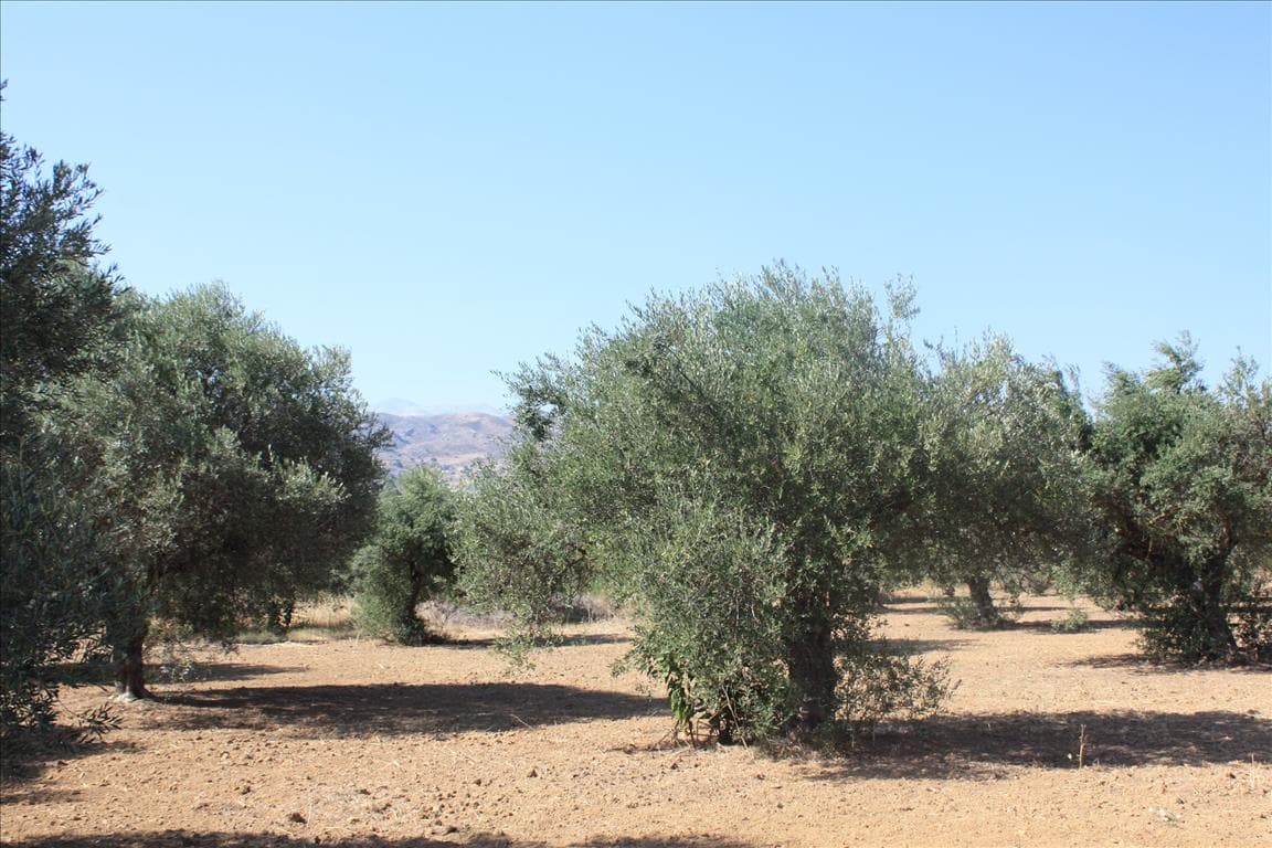 For Sale Land 10500 m² in Crete