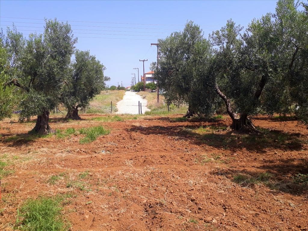 For Sale Land 6400 m² in Sithonia, Chalkidiki