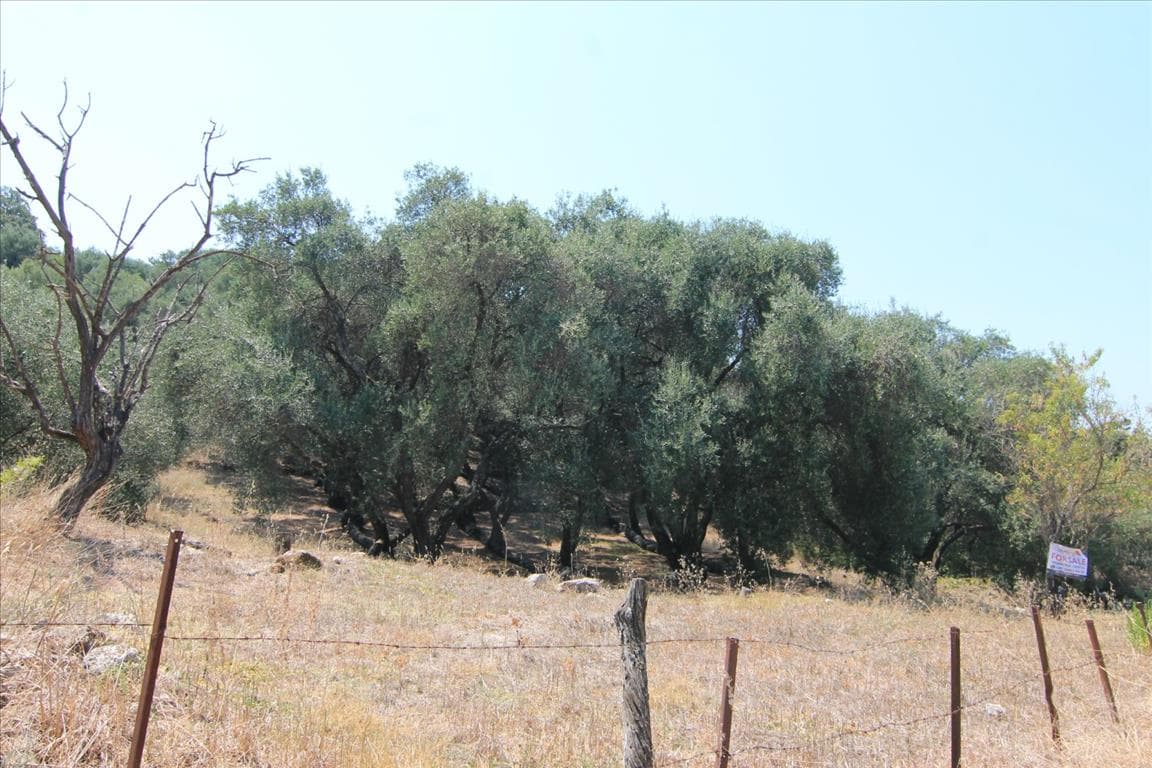 For Sale Land 4000 m² in Corfu