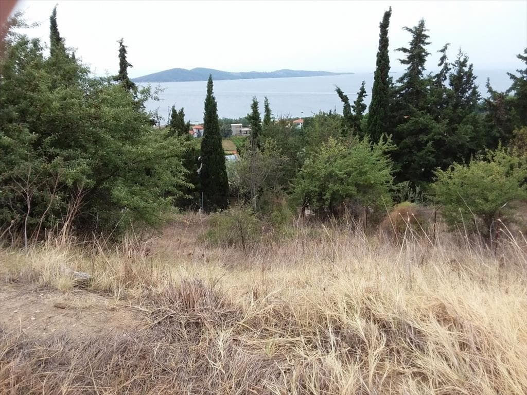 For Sale Land 13000 m² in Athos, Chalkidiki