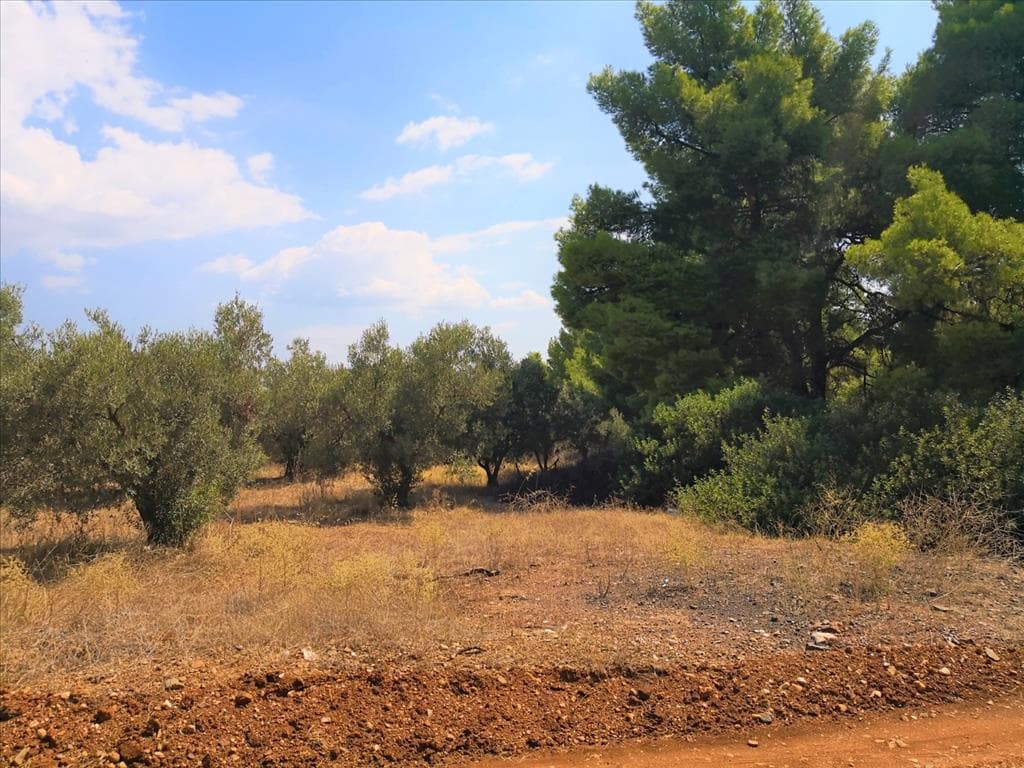 For Sale Land 15120 m² in Sithonia, Chalkidiki