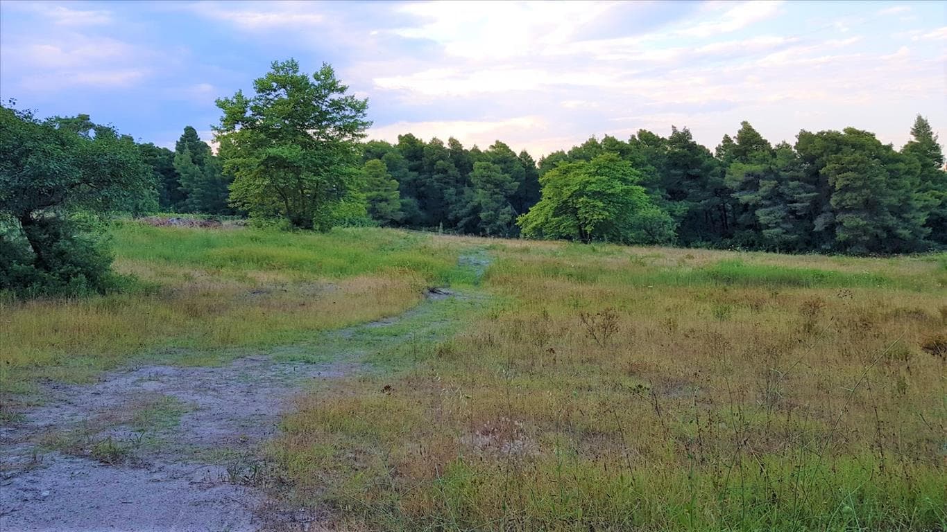 For Sale Land 19895 m² in Sithonia, Chalkidiki