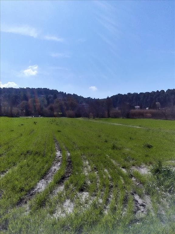 For Sale Land 10000 m² in Kassandra, Chalkidiki