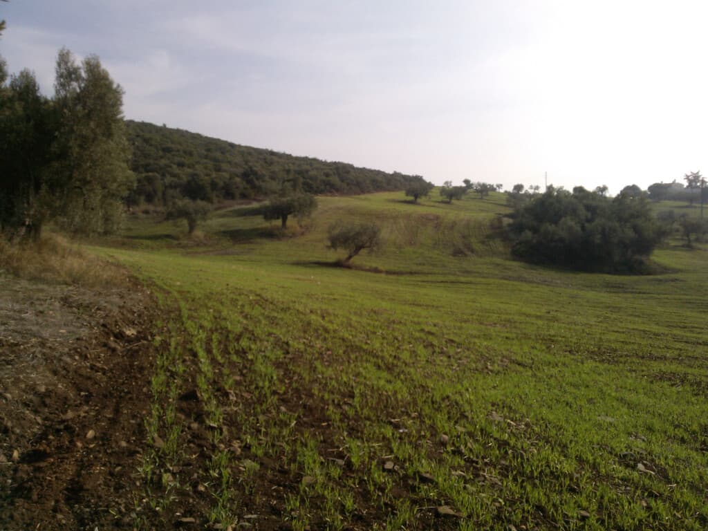 For Sale Land 45000 m² in Sithonia, Chalkidiki