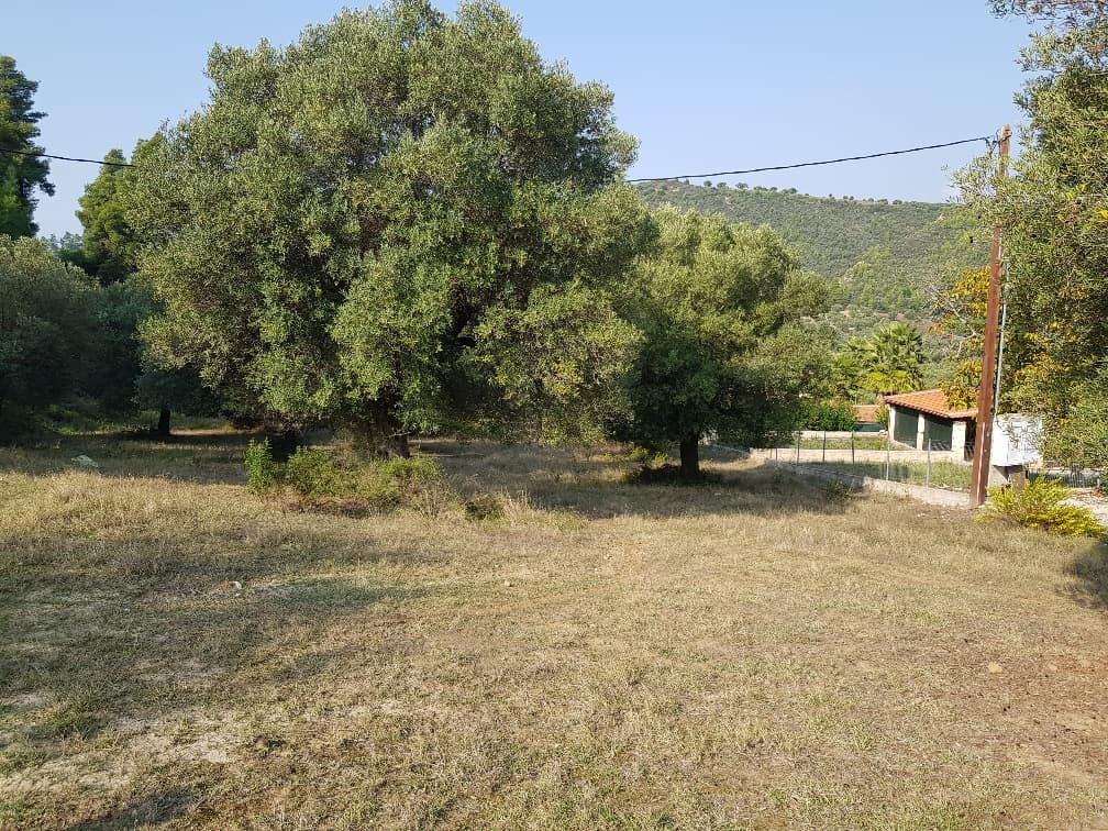 For Sale Land 8000 m² in Kassandra, Chalkidiki