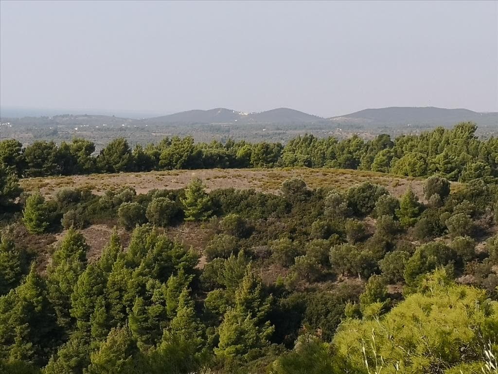 For Sale Land 5000 m² in Sithonia, Chalkidiki