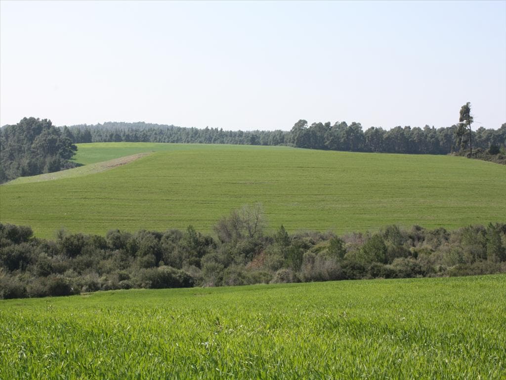 For Sale Land 32000 m² in Kassandra, Chalkidiki