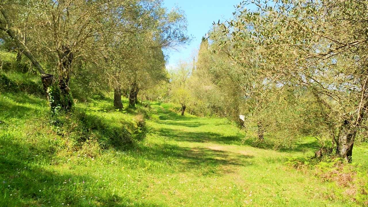 For Sale Land 10500 m² in Corfu