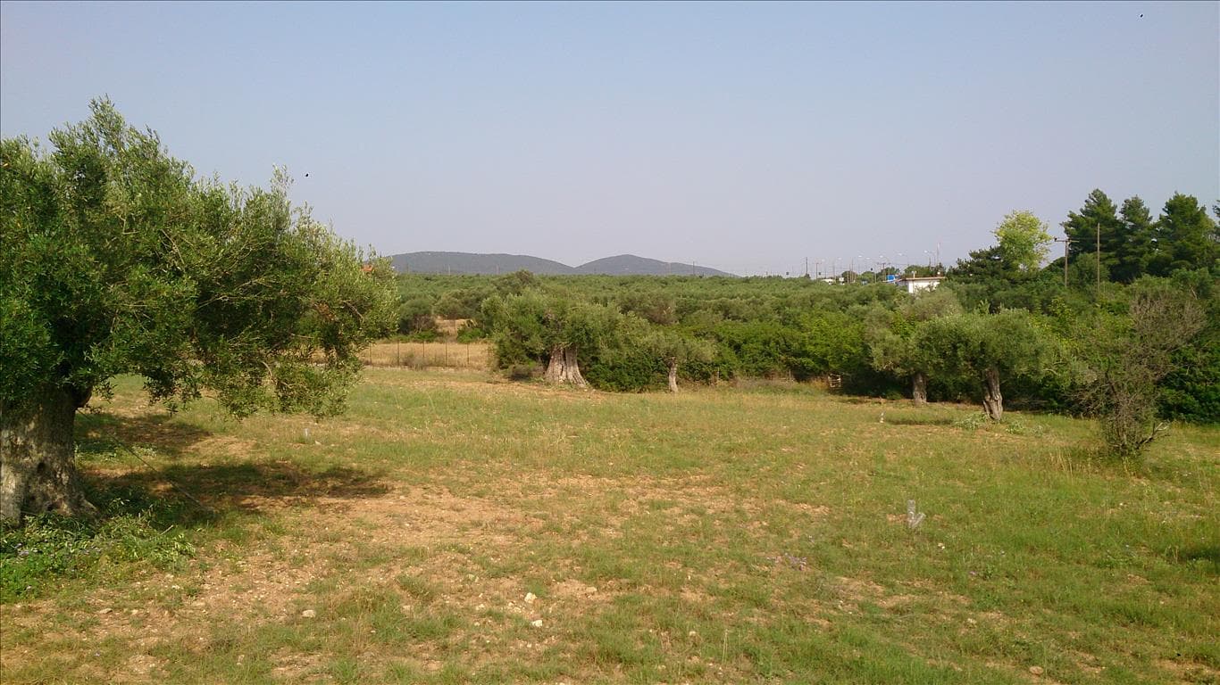 For Sale Land 4589 m² in Sithonia, Chalkidiki