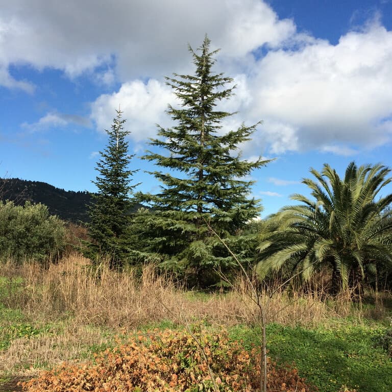 For Sale Land 3750 m² in Sithonia, Chalkidiki