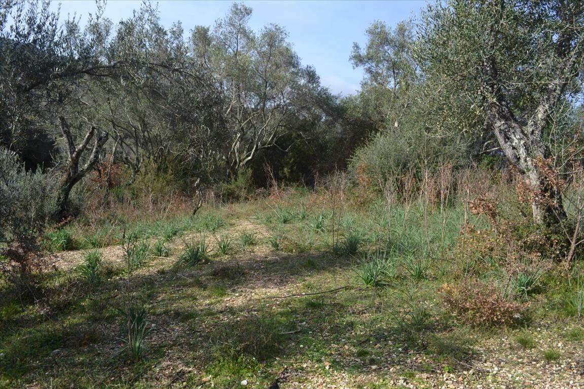 For Sale Land 4930 m² in Corfu
