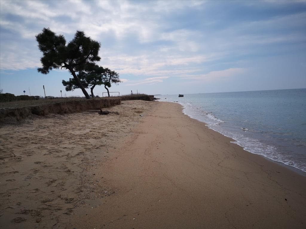 For Sale Land 8000 m² in Chalkidiki
