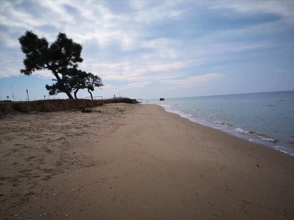 For Sale Land 5000 m² in Chalkidiki