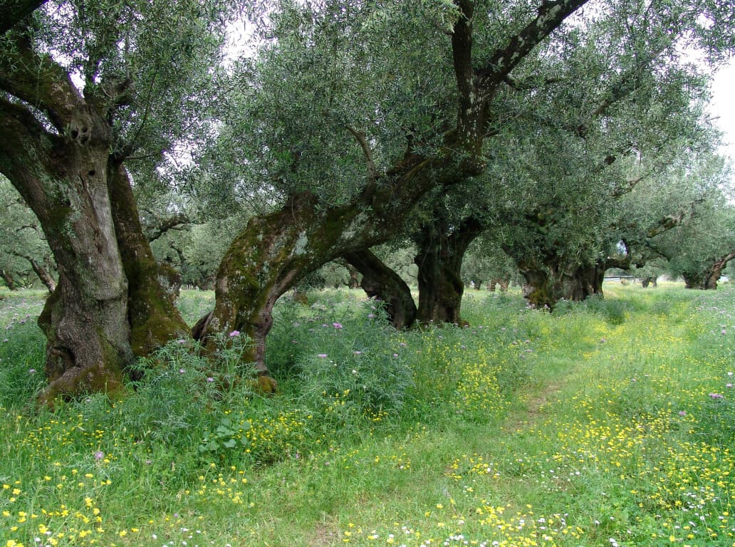 For Sale Land 8500 m² in Zante