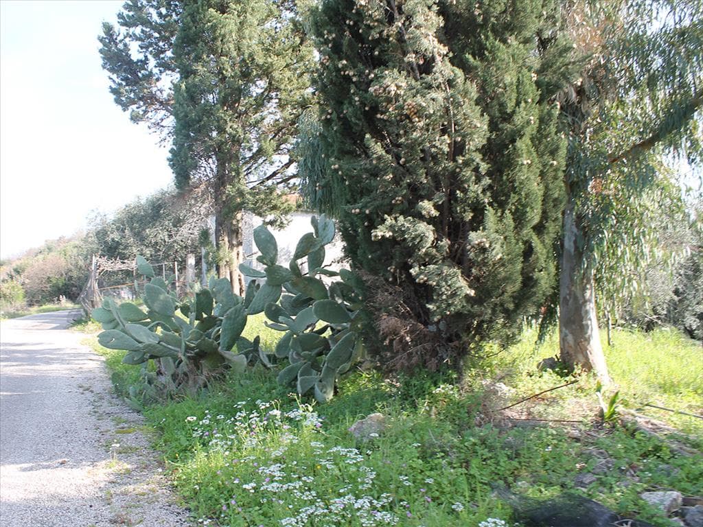 For Sale Land 4972 m² in Corfu