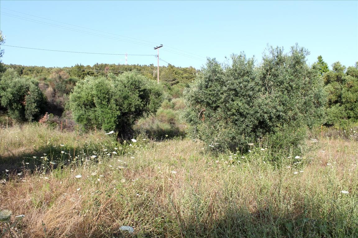 For Sale Land 4000 m² in Sithonia, Chalkidiki