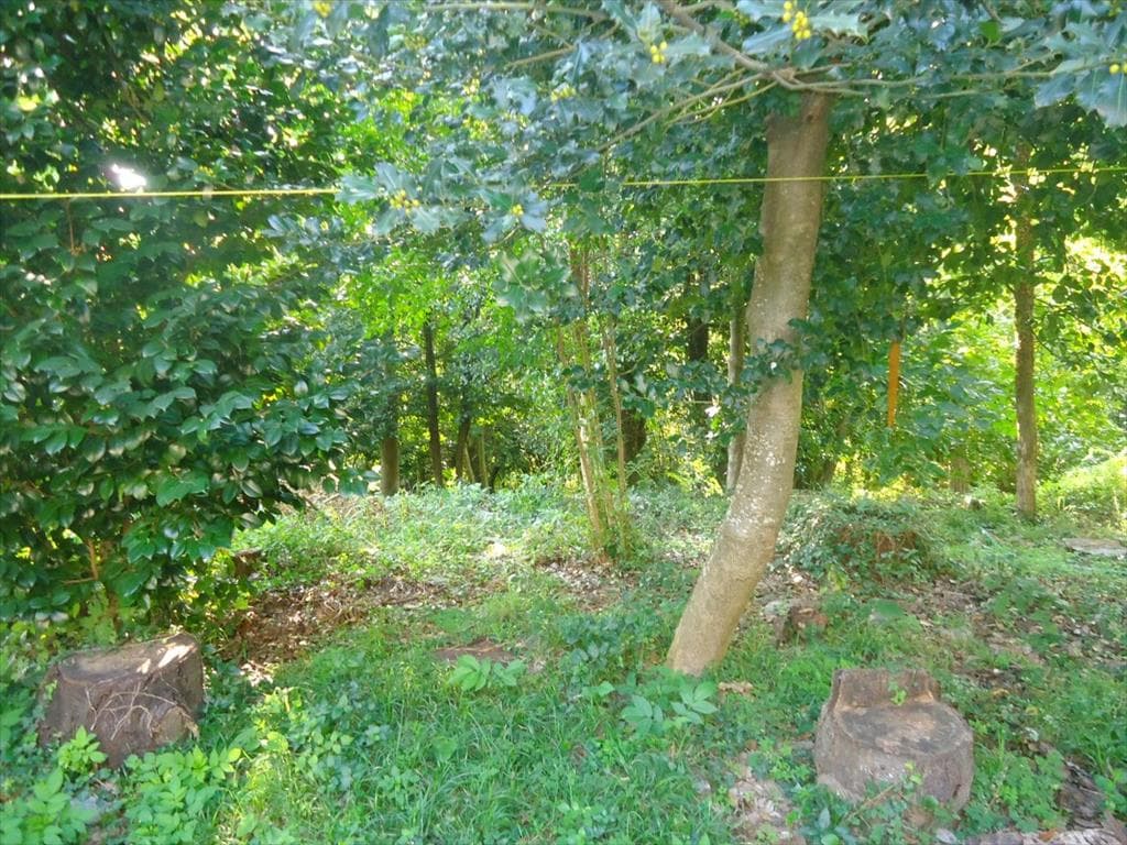 For Sale Land 7500 m² in Volos-Pilio