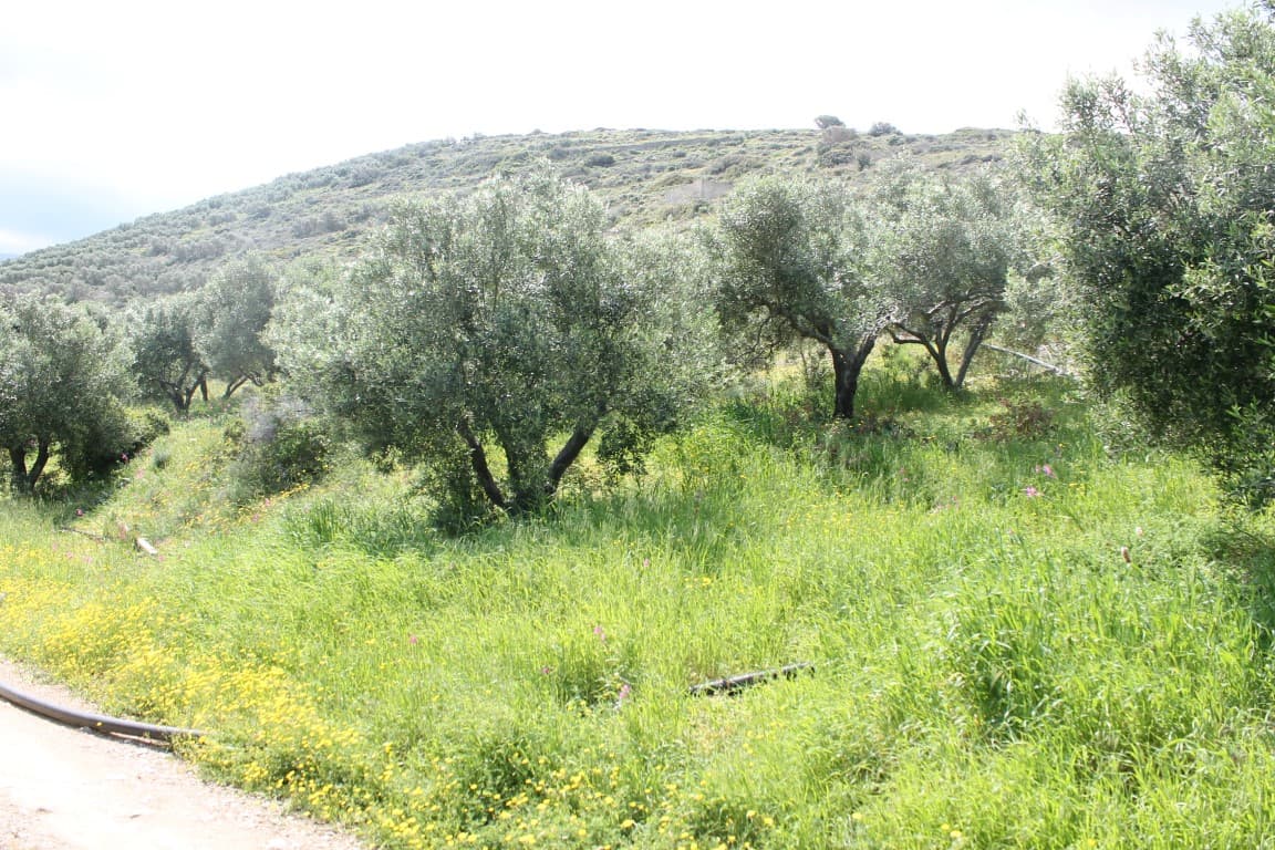 For Sale Land 6890 m² in Crete