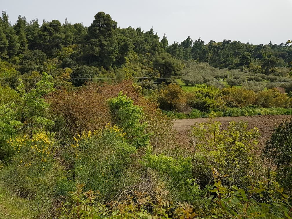 For Sale Land 2468 m² in Kassandra, Chalkidiki