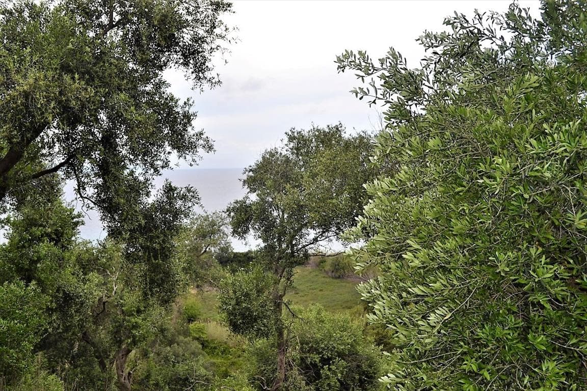 For Sale Land 5000 m² in Corfu