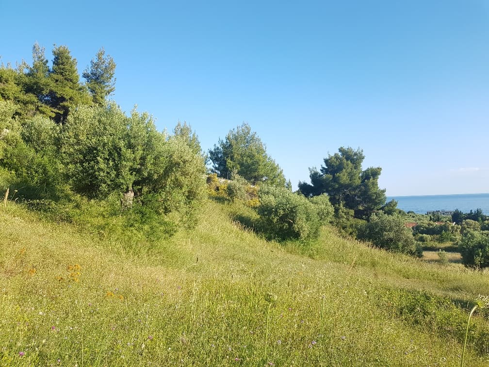 For Sale Land 4500 m² in Kassandra, Chalkidiki