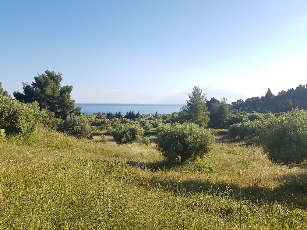 For Sale Land 20000 m² in Kassandra, Chalkidiki