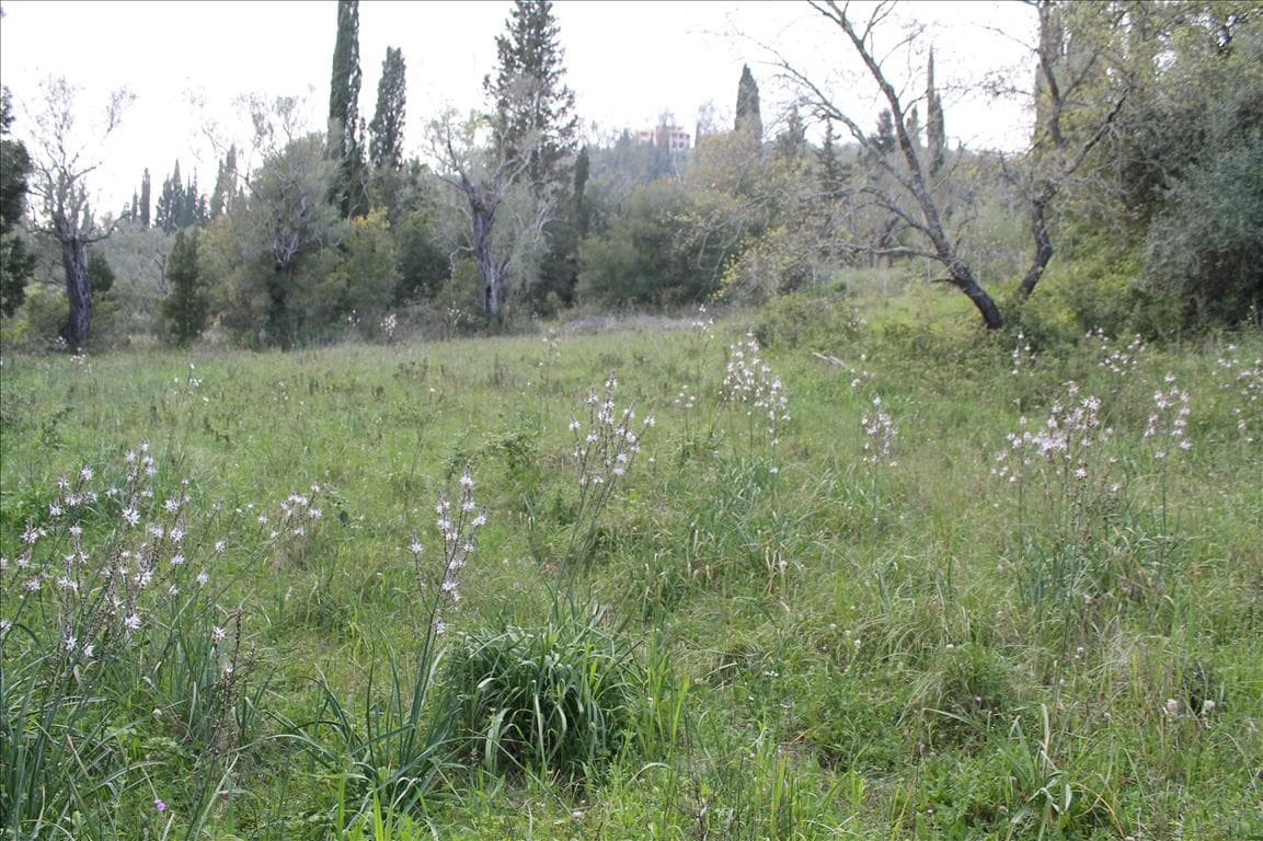 For Sale Land 1300 m² in Corfu