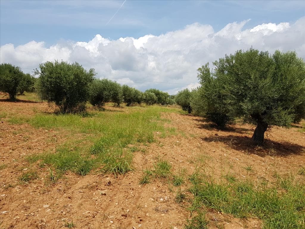 For Sale Land 5078 m² in Sithonia, Chalkidiki