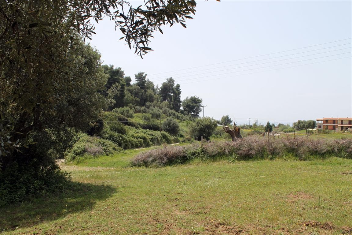 For Sale Land 6000 m² in Kassandra, Chalkidiki