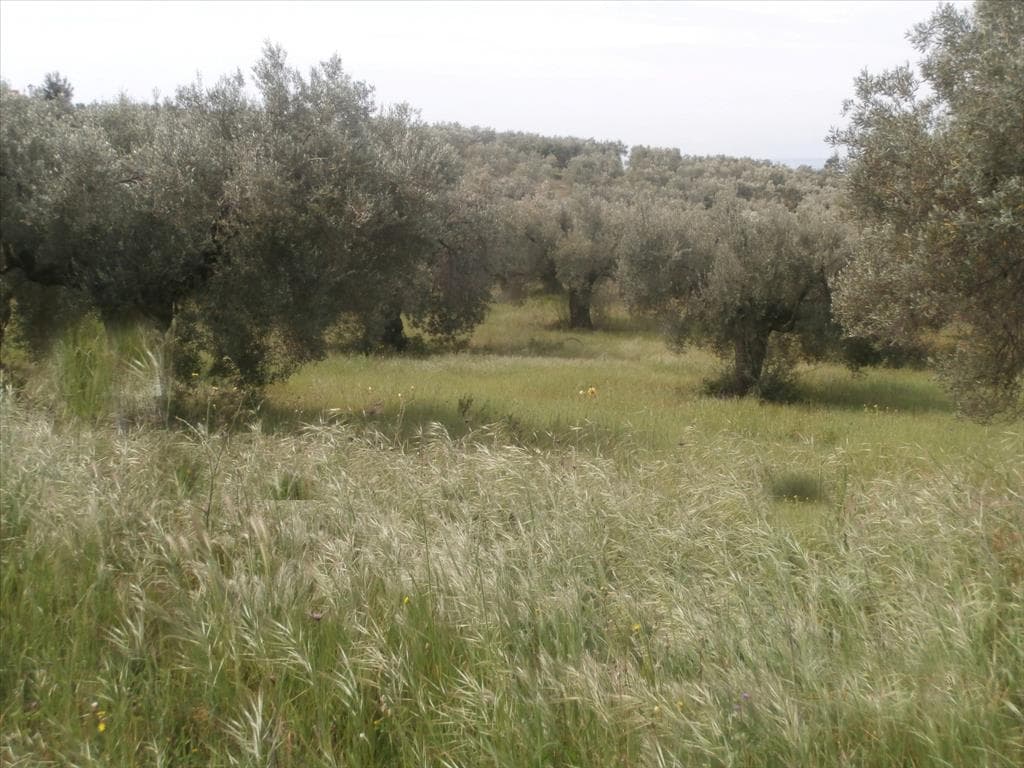 For Sale Land 3150 m² in Sithonia, Chalkidiki