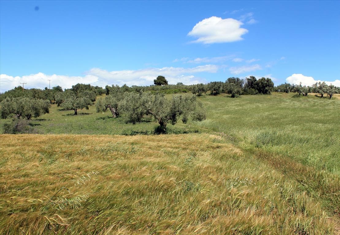 For Sale Land 8932 m² in Kassandra, Chalkidiki