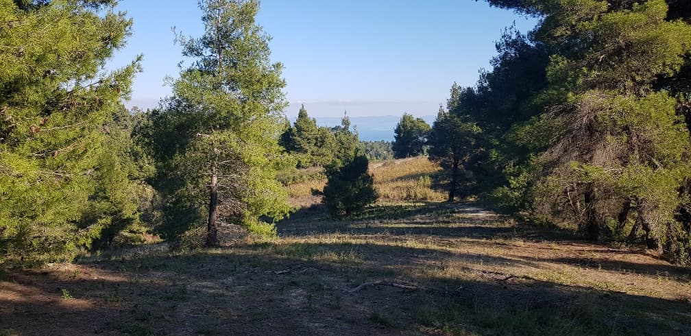 For Sale Land 3200 m² in Kassandra, Chalkidiki