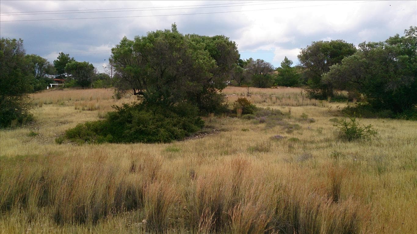 For Sale Land 3613 m² in Sithonia, Chalkidiki