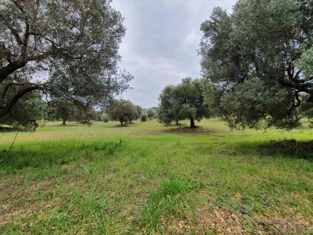 For Sale Land 10000 m² in Kassandra, Chalkidiki