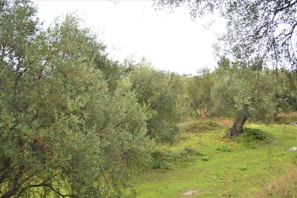 For Sale Land 3700 m² in Corfu