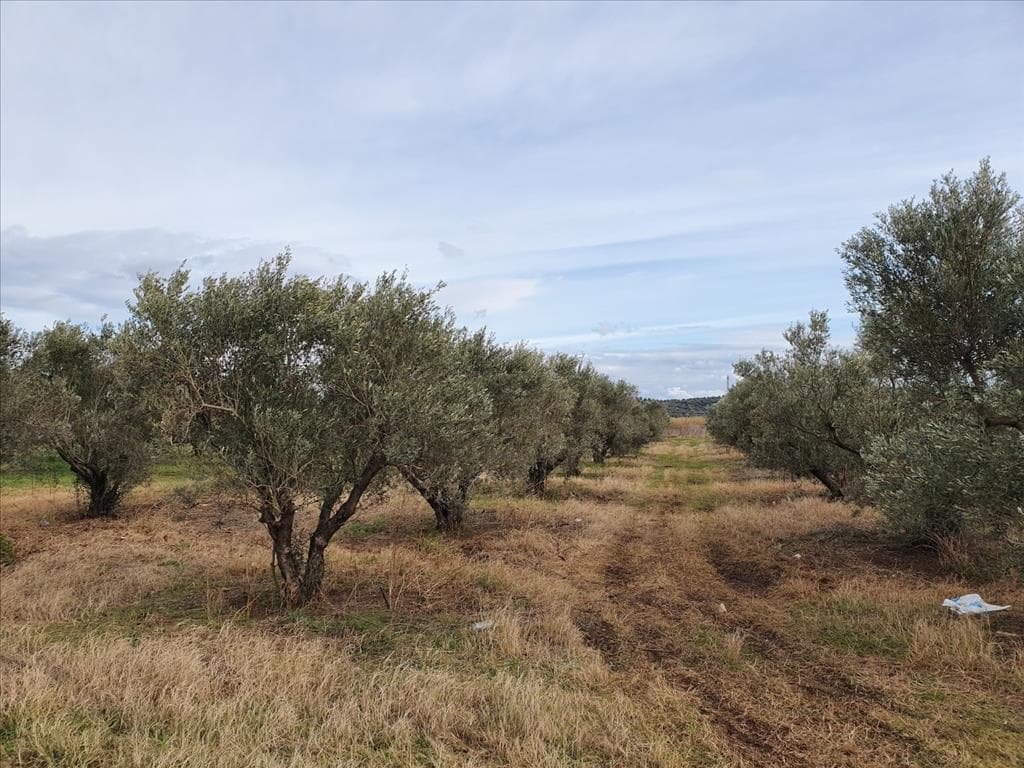 For Sale Land 1500 m² in Chalkidiki