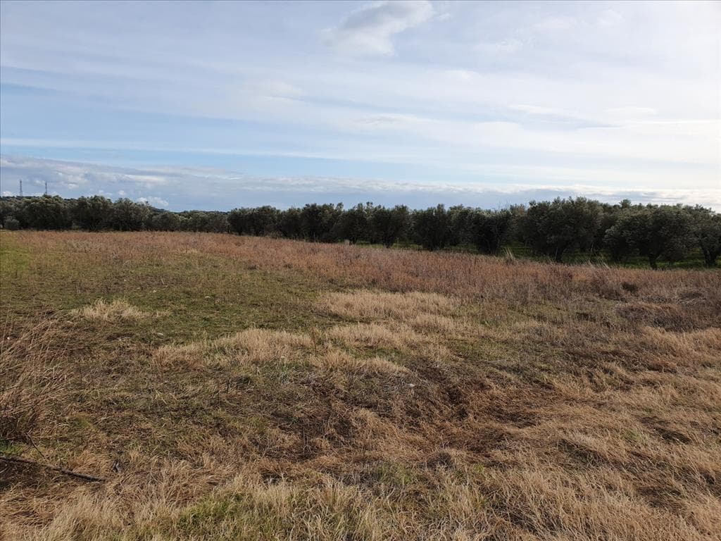 For Sale Land 3000 m² in Chalkidiki